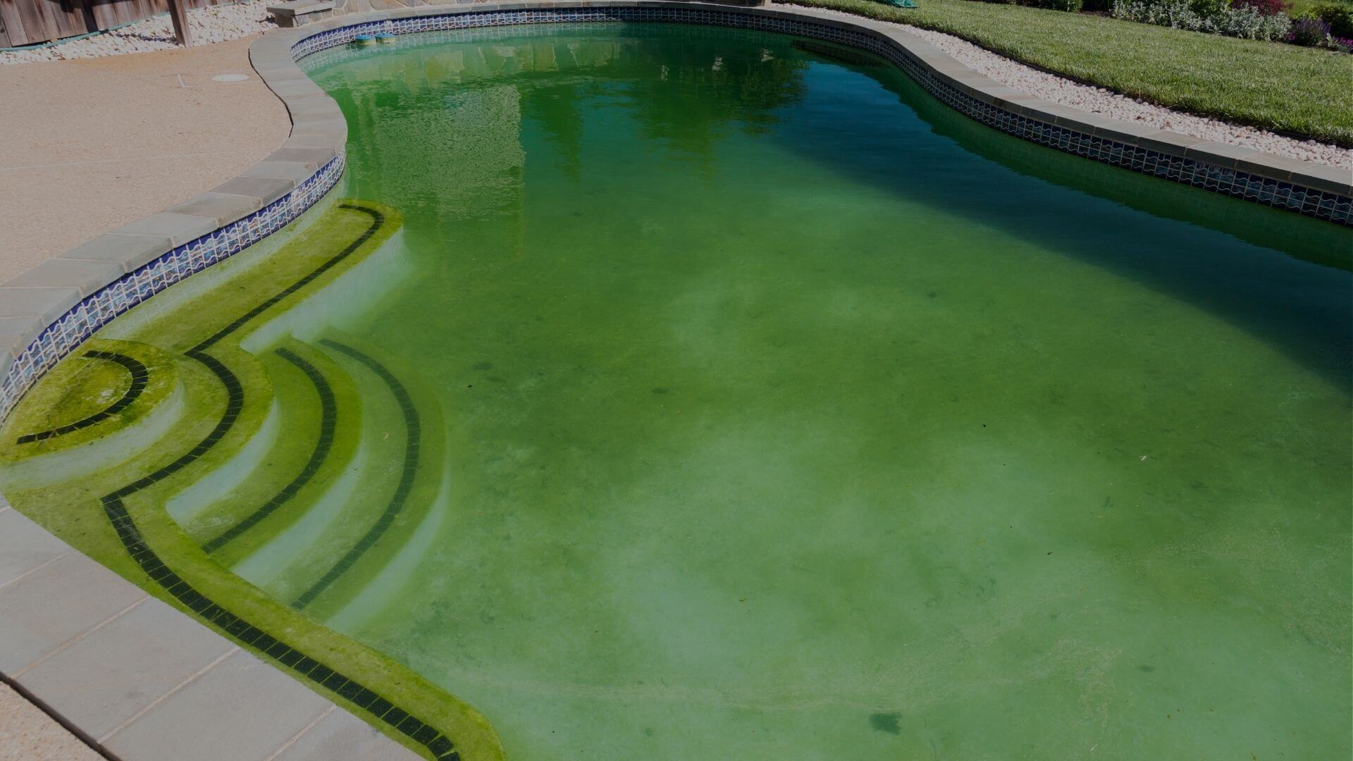 Green algae-covered residential swimming pool with cloudy water in Brentwood CA requiring professional cleaning and maintenance